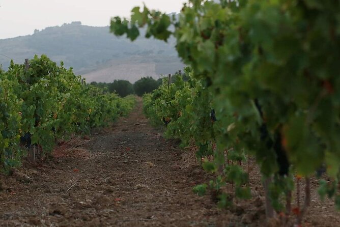 Wine Tour in the historic Baglio Florio Adamo with Lunch - What the $78.44 price includes