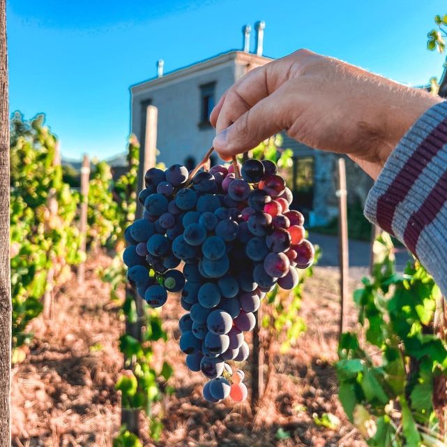 Wine tour with wine tasting - Why this Etna wine visit feels different