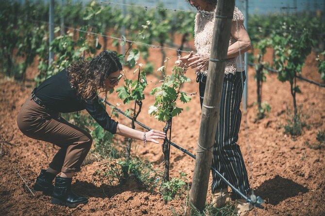 Wines and typical products in the lands of Frederick II - Inside the Sicilian baglio-style cellar