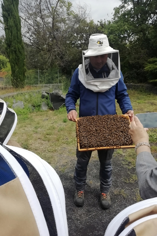 Zafferana Etnea:Honey extraction workshop and honey tasting - From honeycomb to jar in Zafferana Etnea